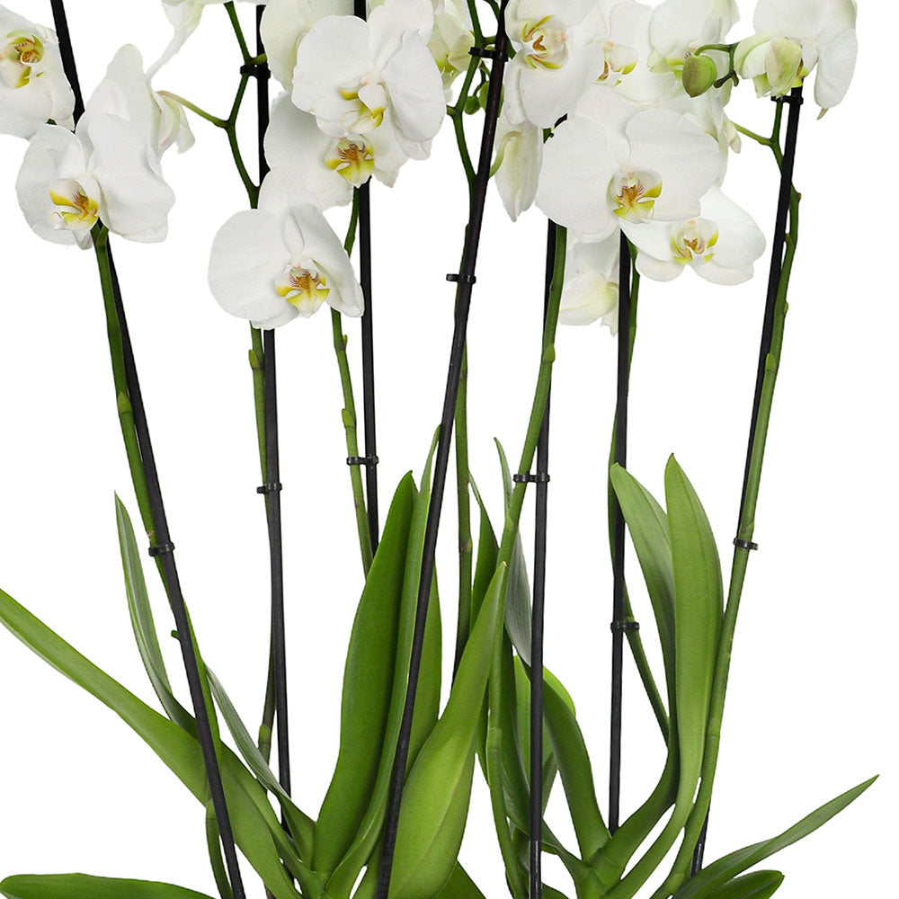 أوركيد في حوض كنتاكي أبيض