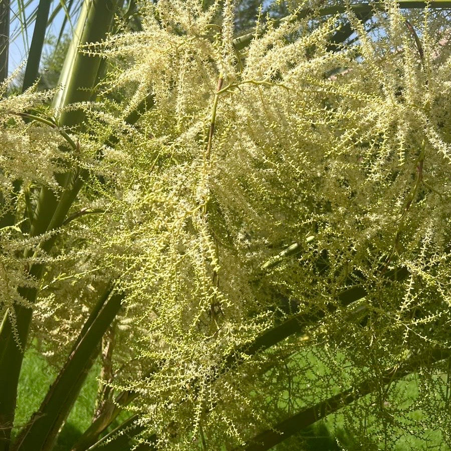 SABAL PALMETTO (سابال بالميتو)