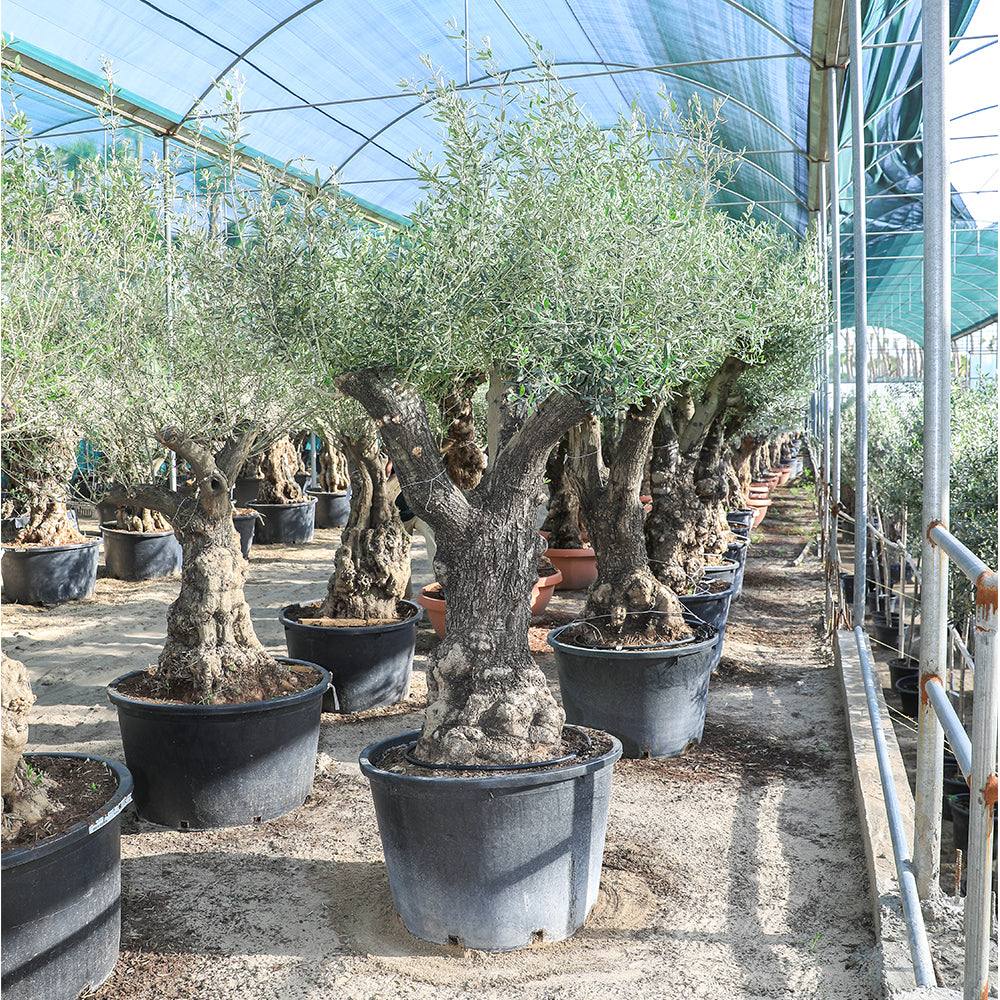 OLEA EUROPAEA TRONCO LISO   زيتون ترونكو ليسو