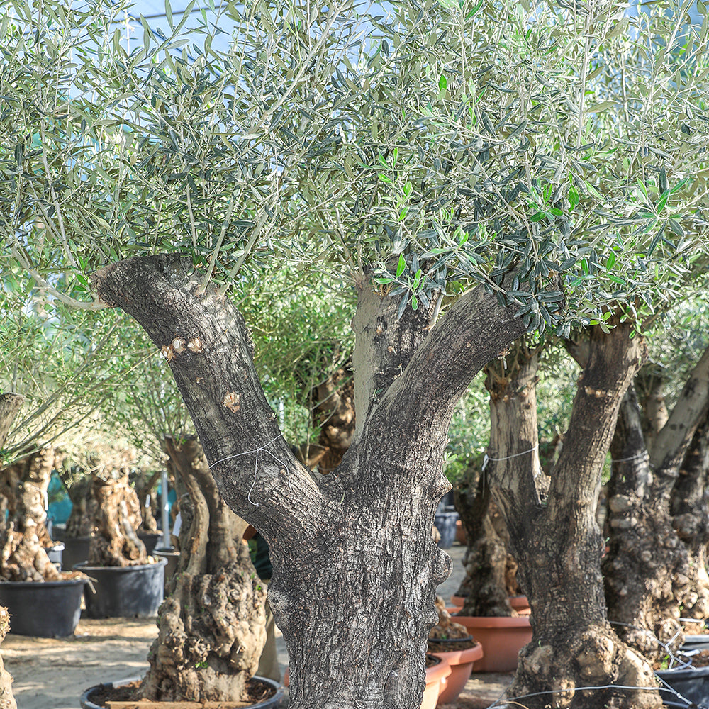 OLEA EUROPAEA TRONCO LISO زيتون ترونكو ليسو 