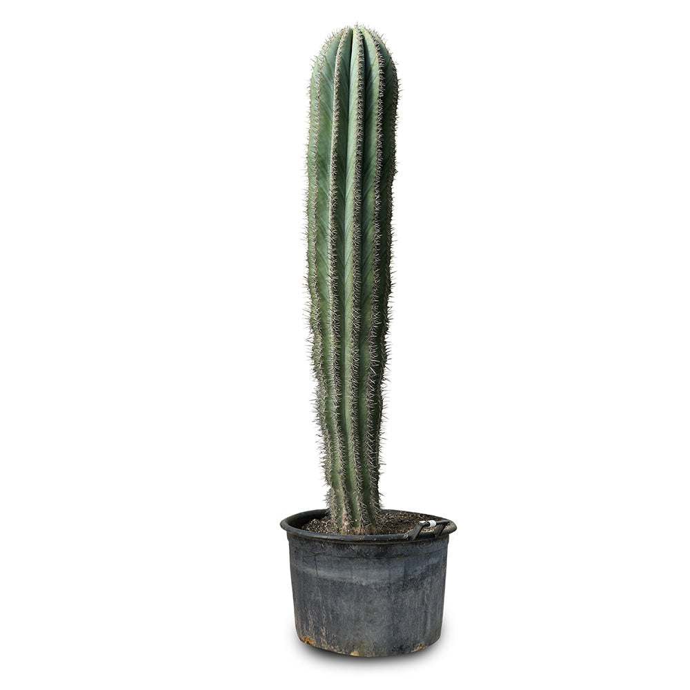 الصبار PACHYCEREUS PRINNGLEI 1.2-1.5MTR صبار بنجلي