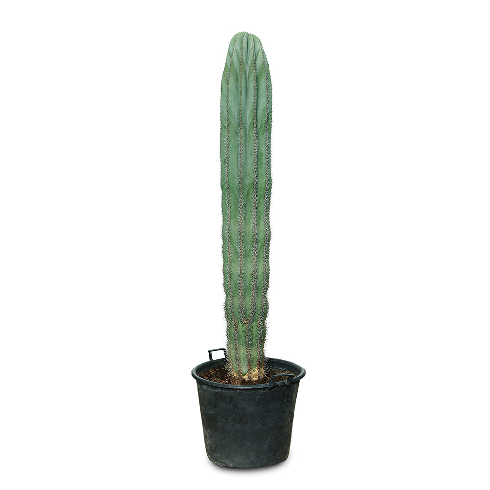 CACTUS PACHYCEREUS PRINNGLEI 1.2-1.5MTR صبار برينجلي