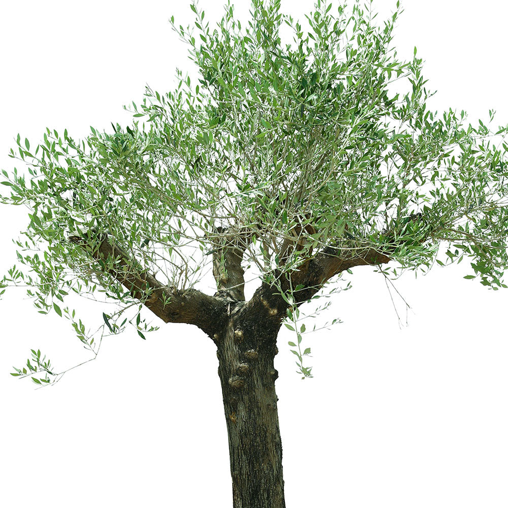 OLEA EUROPAEA TORTUGA - شجرة زيتون أوروبا تورتوجا