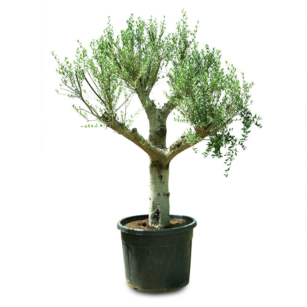 OLEA EUROPAEA TURBA - شجرة زيتون أوروبا توربا