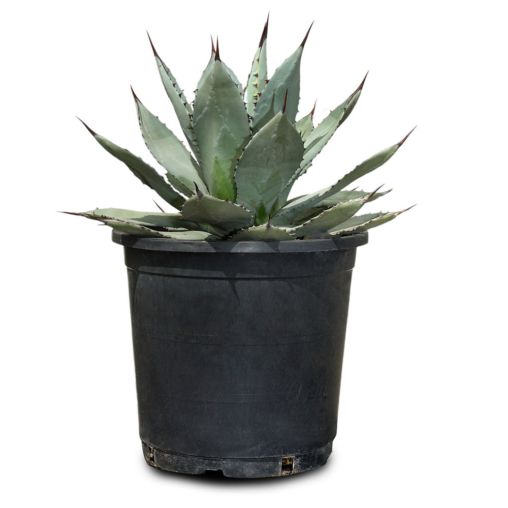 AGAVE PARRYI - أجاف باري