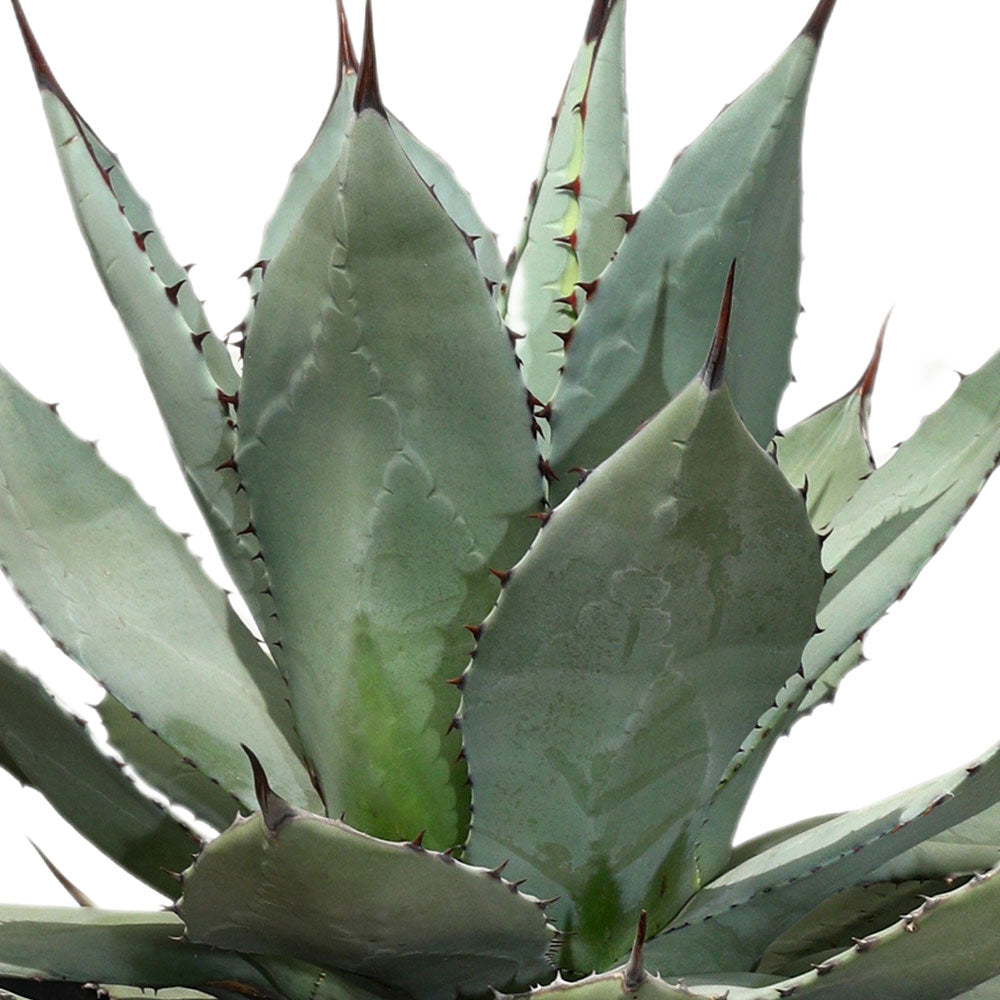 AGAVE PARRYI - أجاف باري