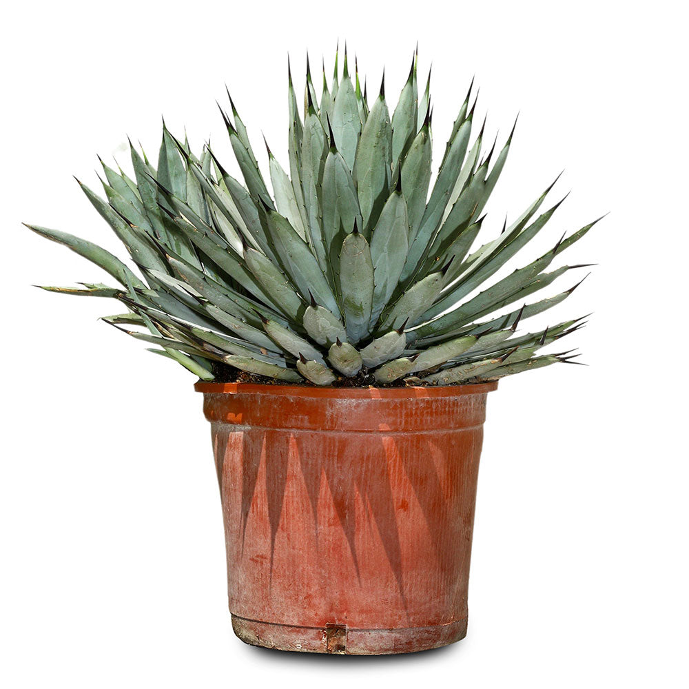 AGAVE MACROCANTHA - أجاف ماكروكانثا