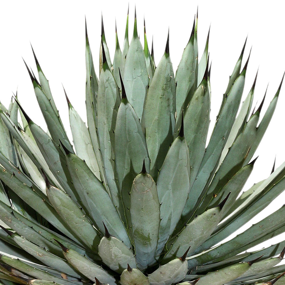 AGAVE MACROCANTHA - أجاف ماكروكانثا