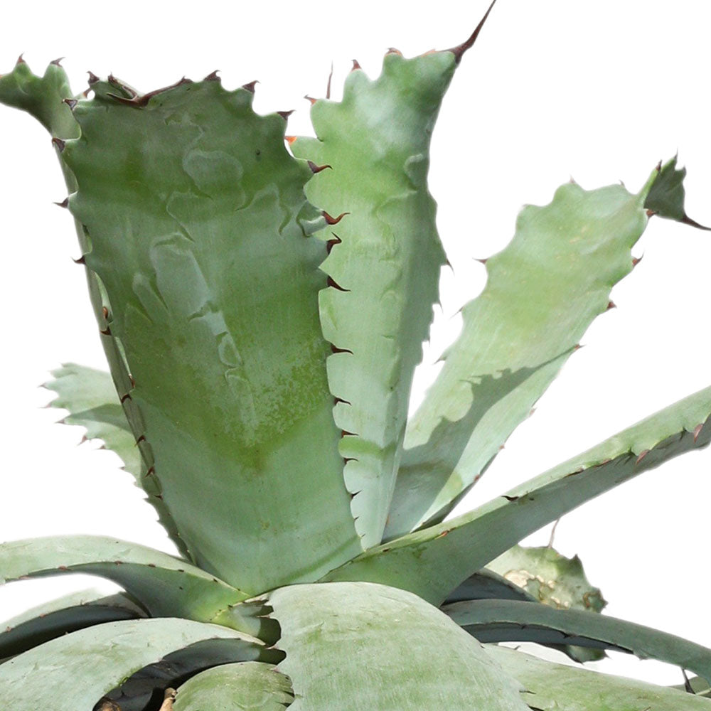 AGAVE OVATIFOLIA - أجاف أوفاتيفوليا