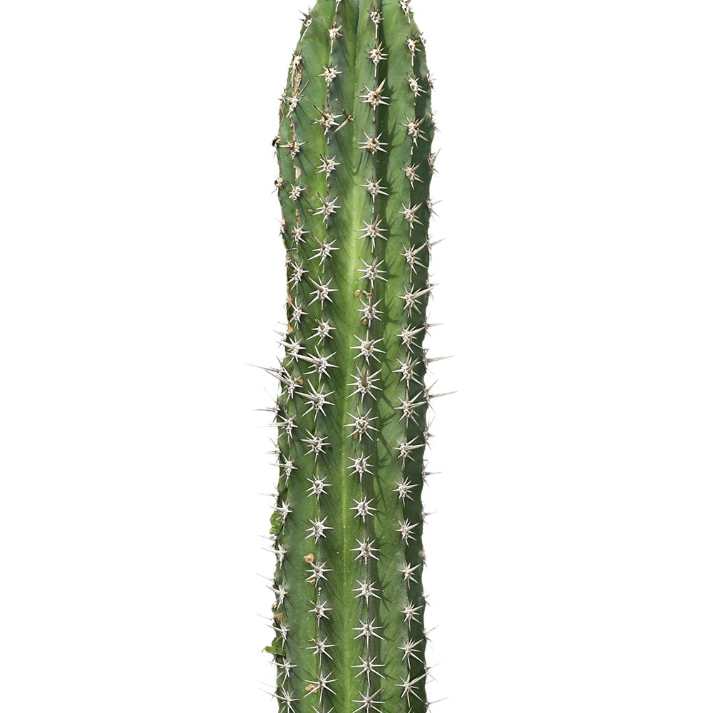 CACTUS PACHYCEREUS PECEN ABORIGEUM - صبار باتشيسيريوس