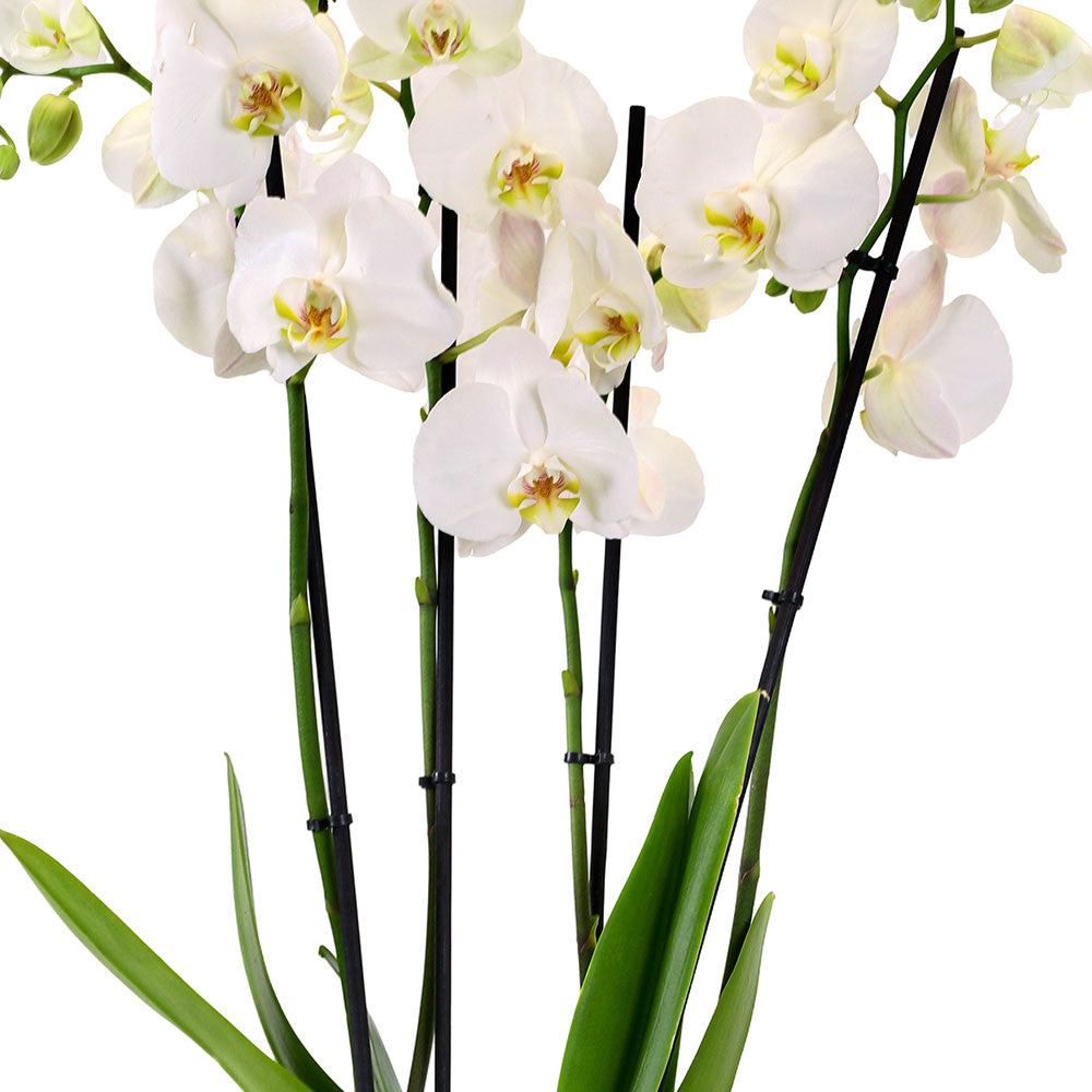 أوركيد في حوض هيوستن أسود