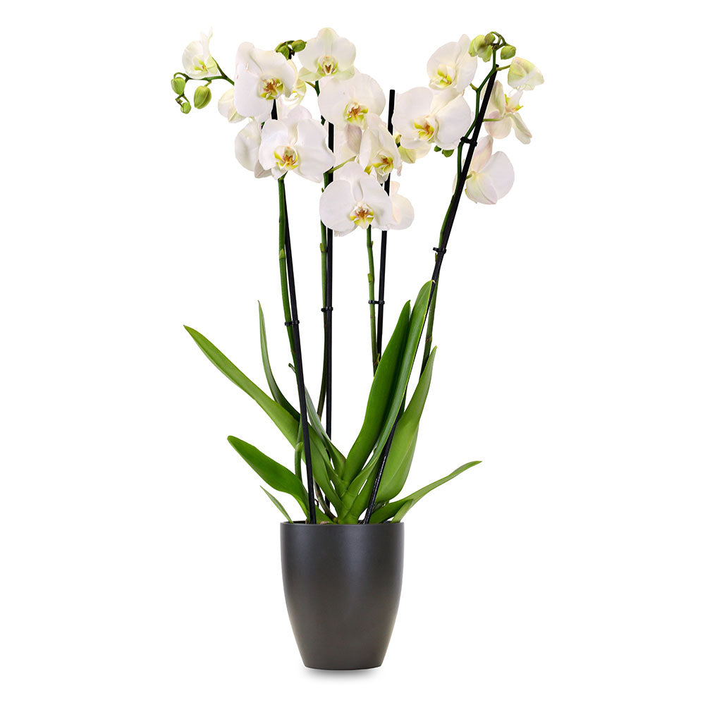 أوركيد في حوض هيوستن أسود