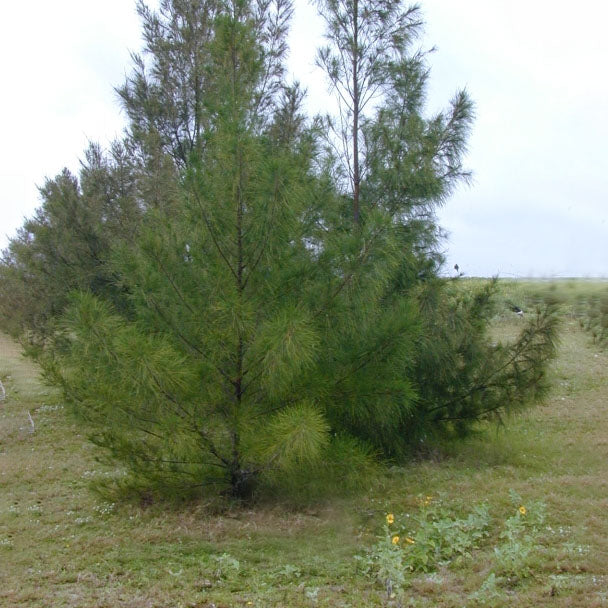 CASUARINA EQUISETIFOLIA	 كزوارينة