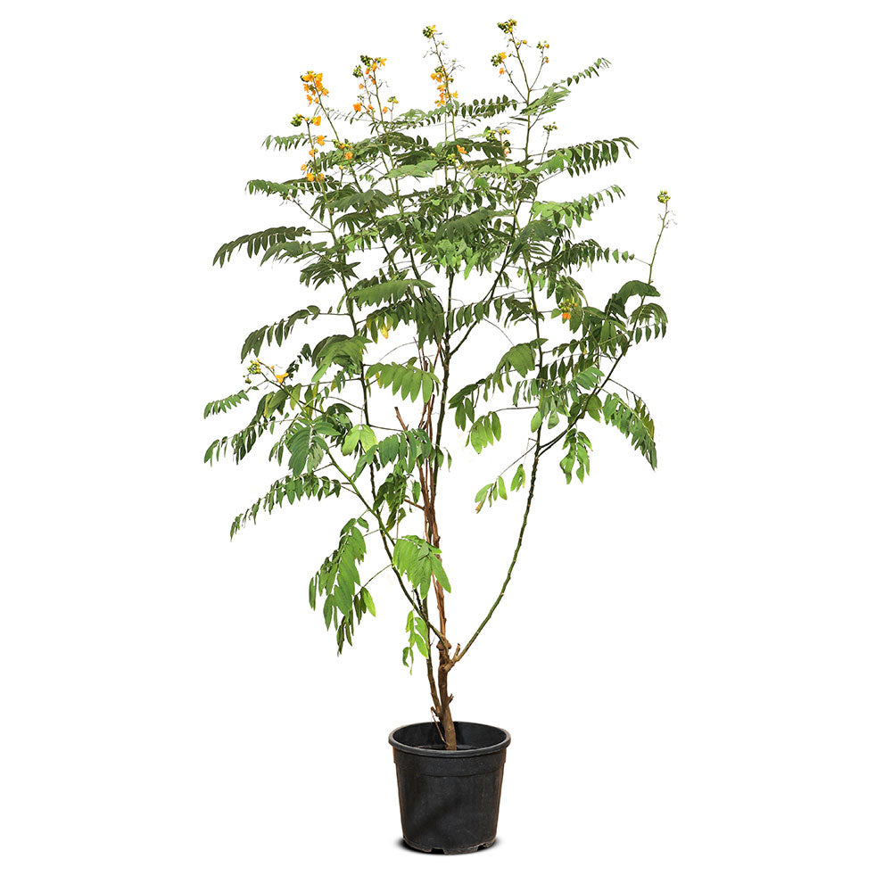 CASSIA SENNA DIDYMOBOTRYA 1.5MTR      كاسيا سينا 1.5 متر