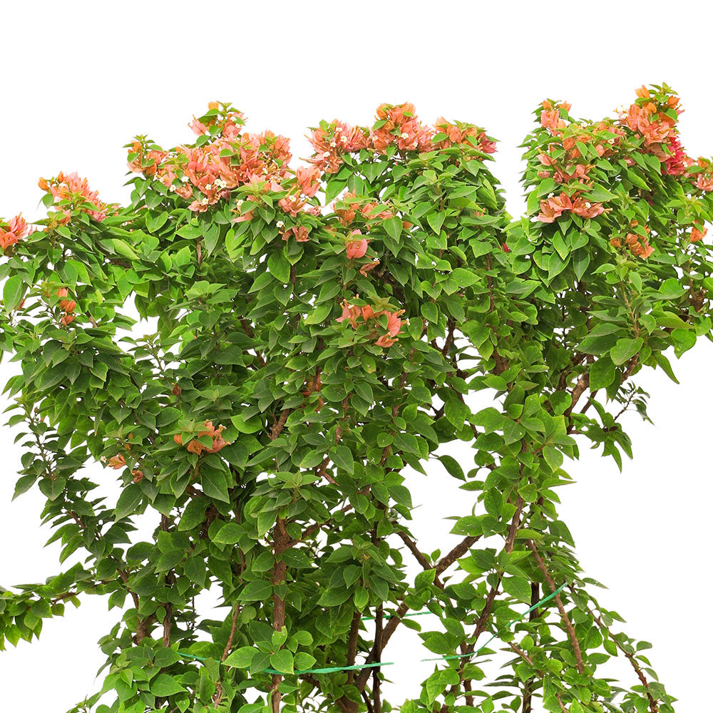 BOUGAINVILLEA CATANIA جهنمية (مجنونة) كاتانيا