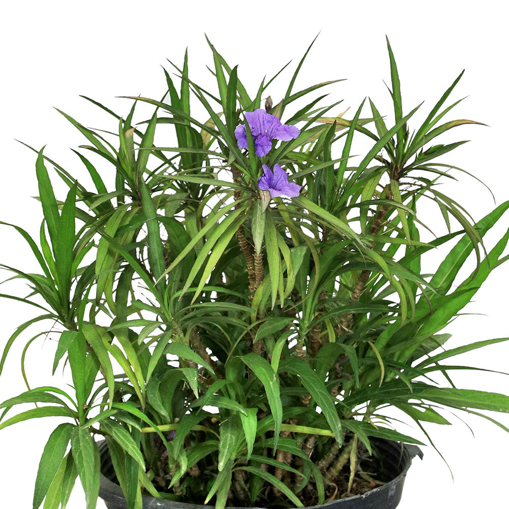 RUELLIA BRITTONIANA DWARF - PURPLE رويليا قزمى (بيتونيا مكسيكى) - اللون البنفسجي 