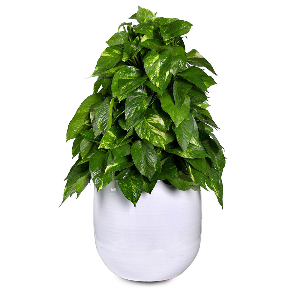 GREEN MAJESTY EPIPREMNUM - ايبيريمنوم (بوتس) 