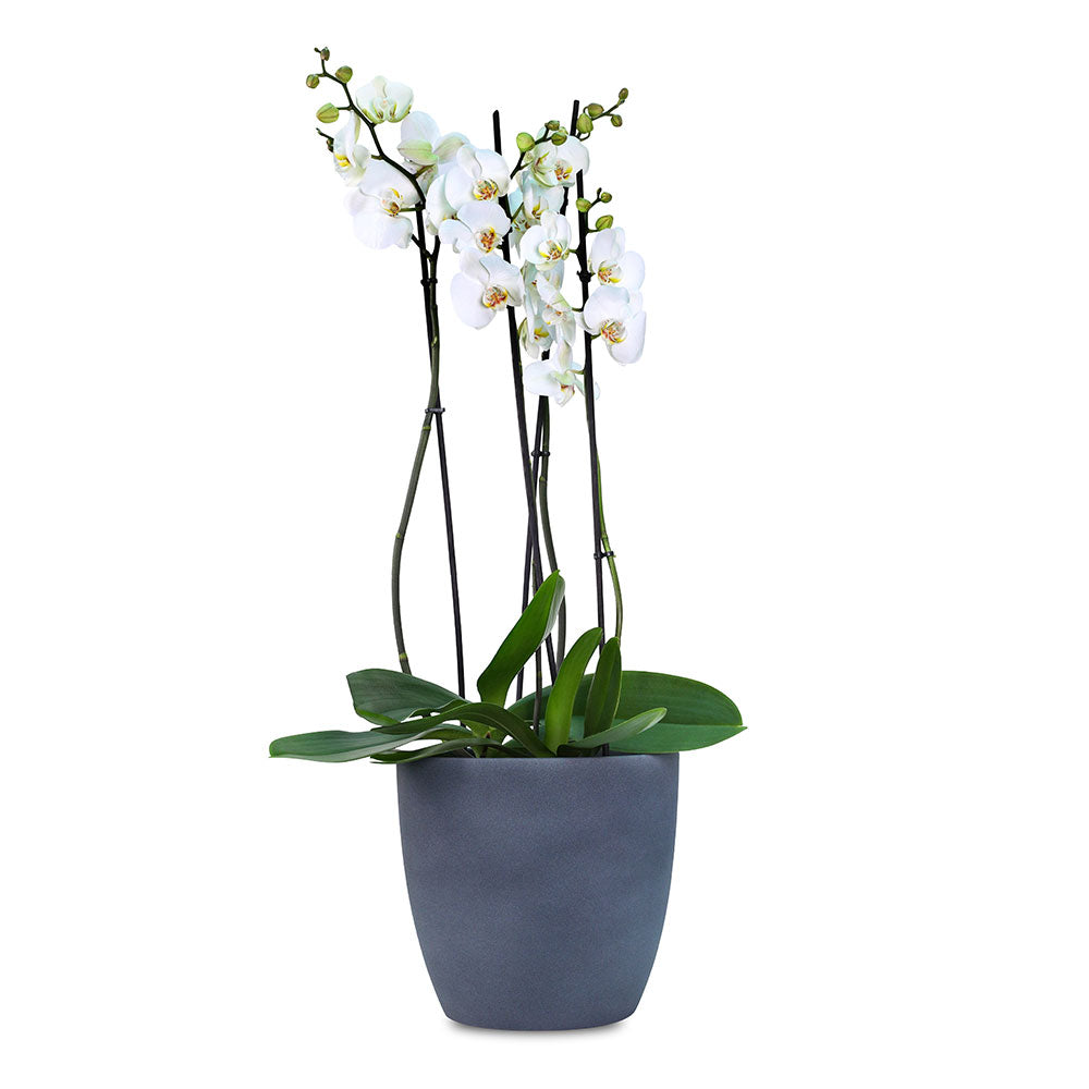 أوركيد في حوض دنفر