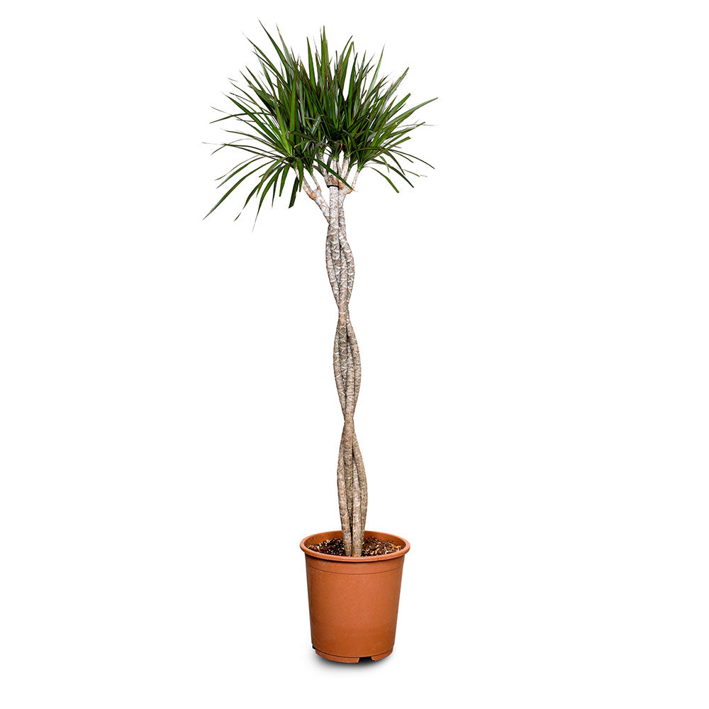 braided palm plant DRACAENA MARGINATA BRAIDED | Buy Plants in Kuwait