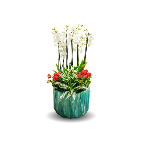 Orchid, Kalanchoe, Dracaena compacta in Jade Green Ceramic Pot