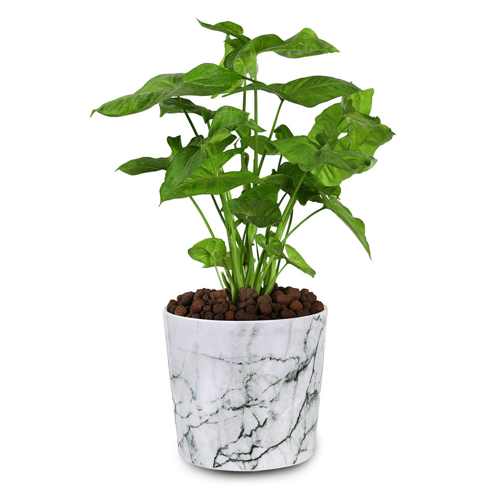 SYNGONIUM IN CHICAGO PLANTER - سينجونيوم في حوض شيكاغو