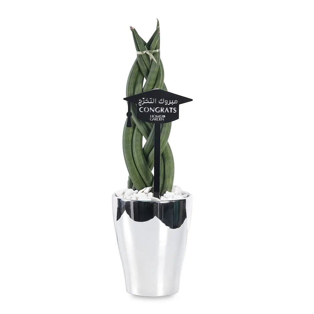 SANSEVIERIA CYLINDRICA IN SILVER POT