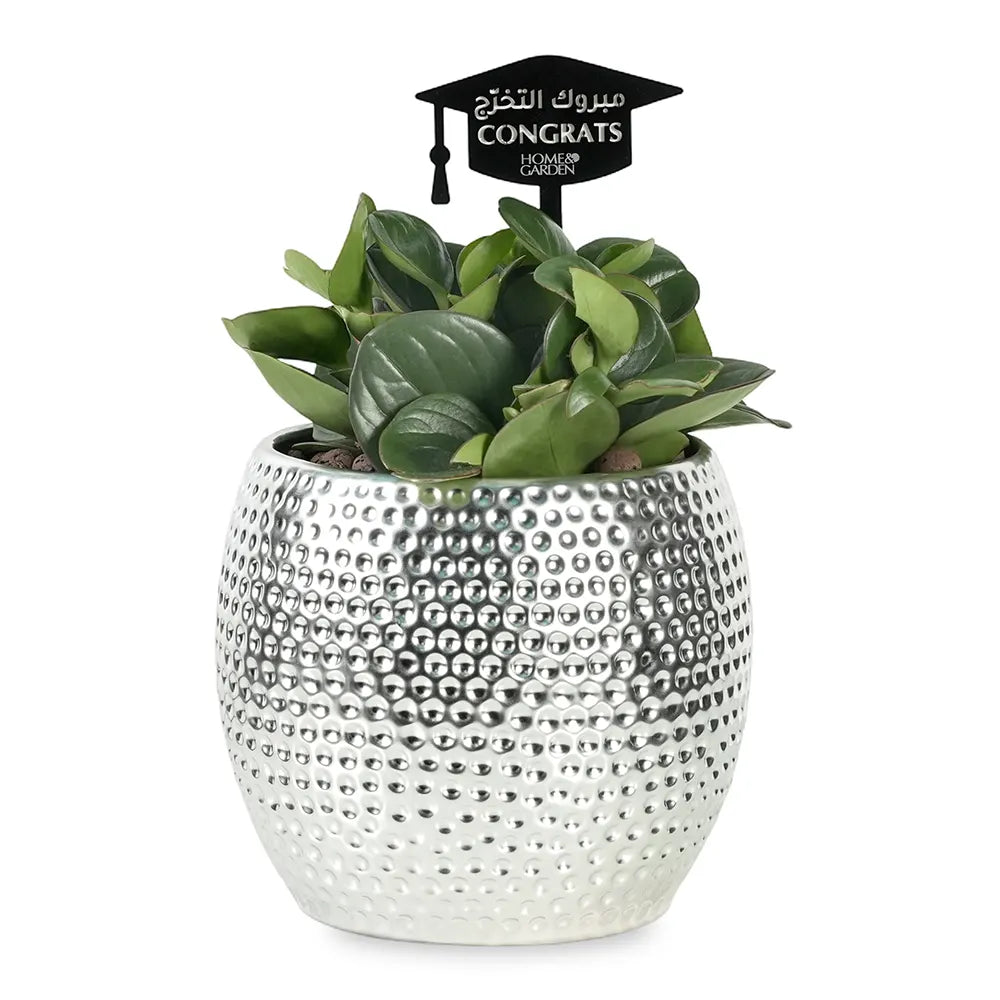PEPEROMIA IN SILVER POT