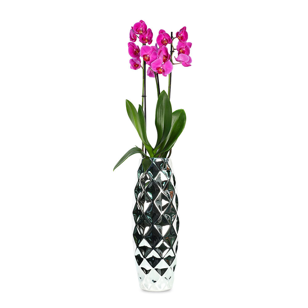 PINK ORCHID IN COLORADO GLEAMING MIRROR-SILVER POT - أوركيد وردي في حوض كولورادو فضي لامع