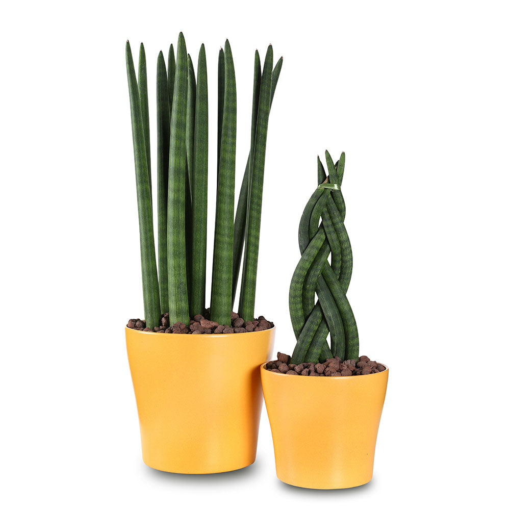 SANSEVIERIA IN DETROIT PLANTERS