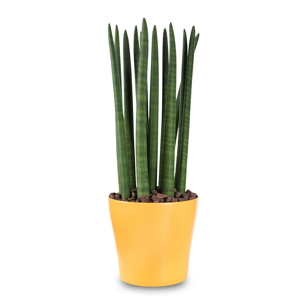 SANSEVIERIA IN DETROIT PLANTERS