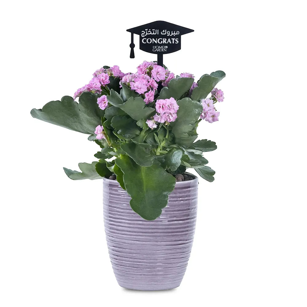 KALANCHOE IN BROWN POT