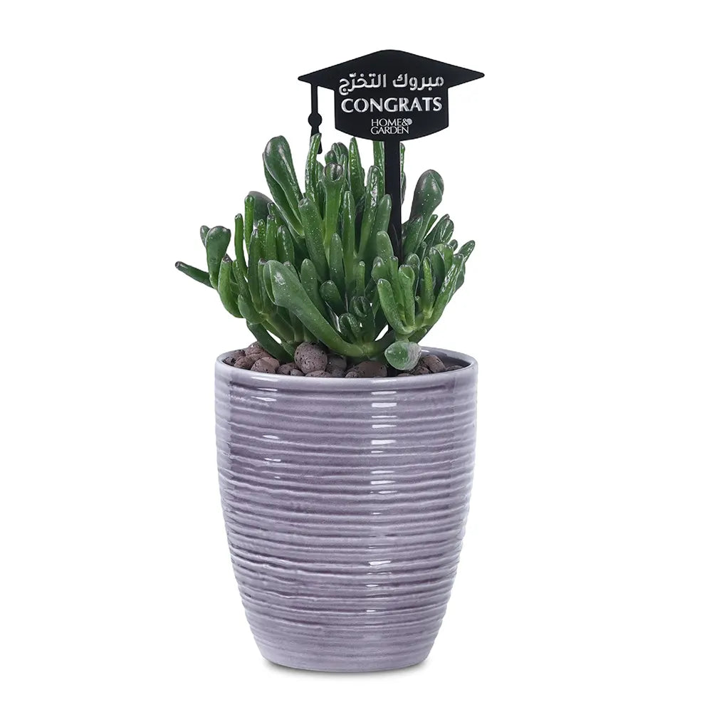 CRASSULA IN BROWN POT