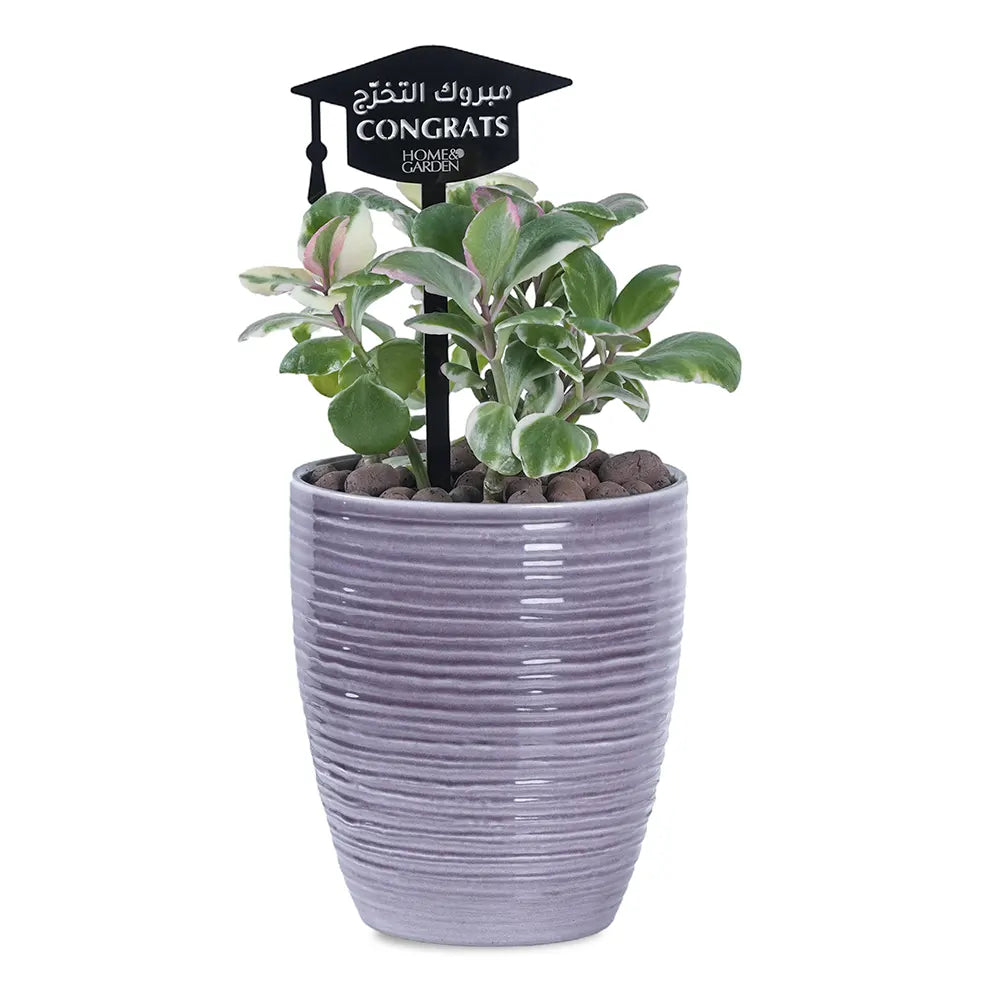 PEPPROMIA IN BROWN POT