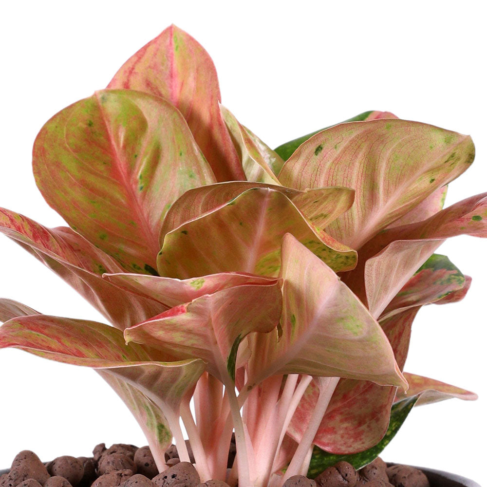 PURPLE MIST AGLAONEMA - أجلونيما البنفسجي