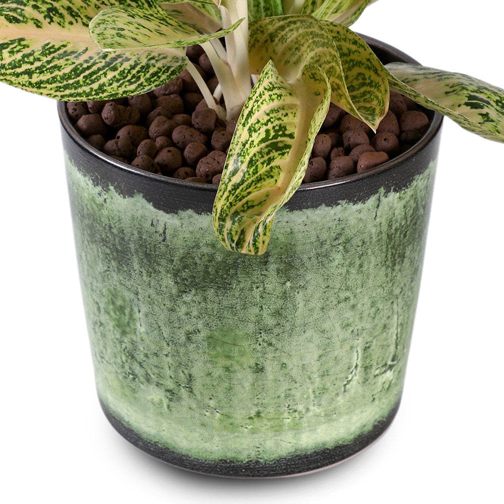 GREEN MIST AGLAONEMA - أجلونيما الخضراء