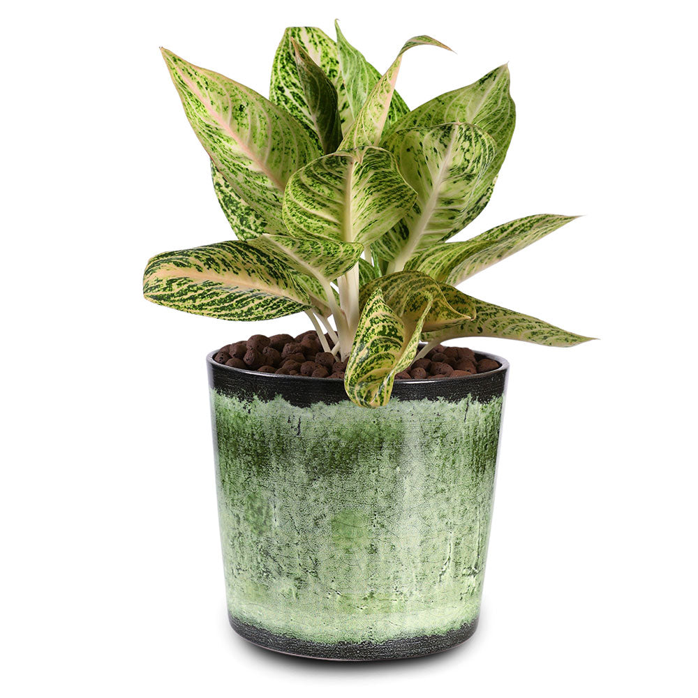 GREEN MIST AGLAONEMA - أجلونيما الخضراء