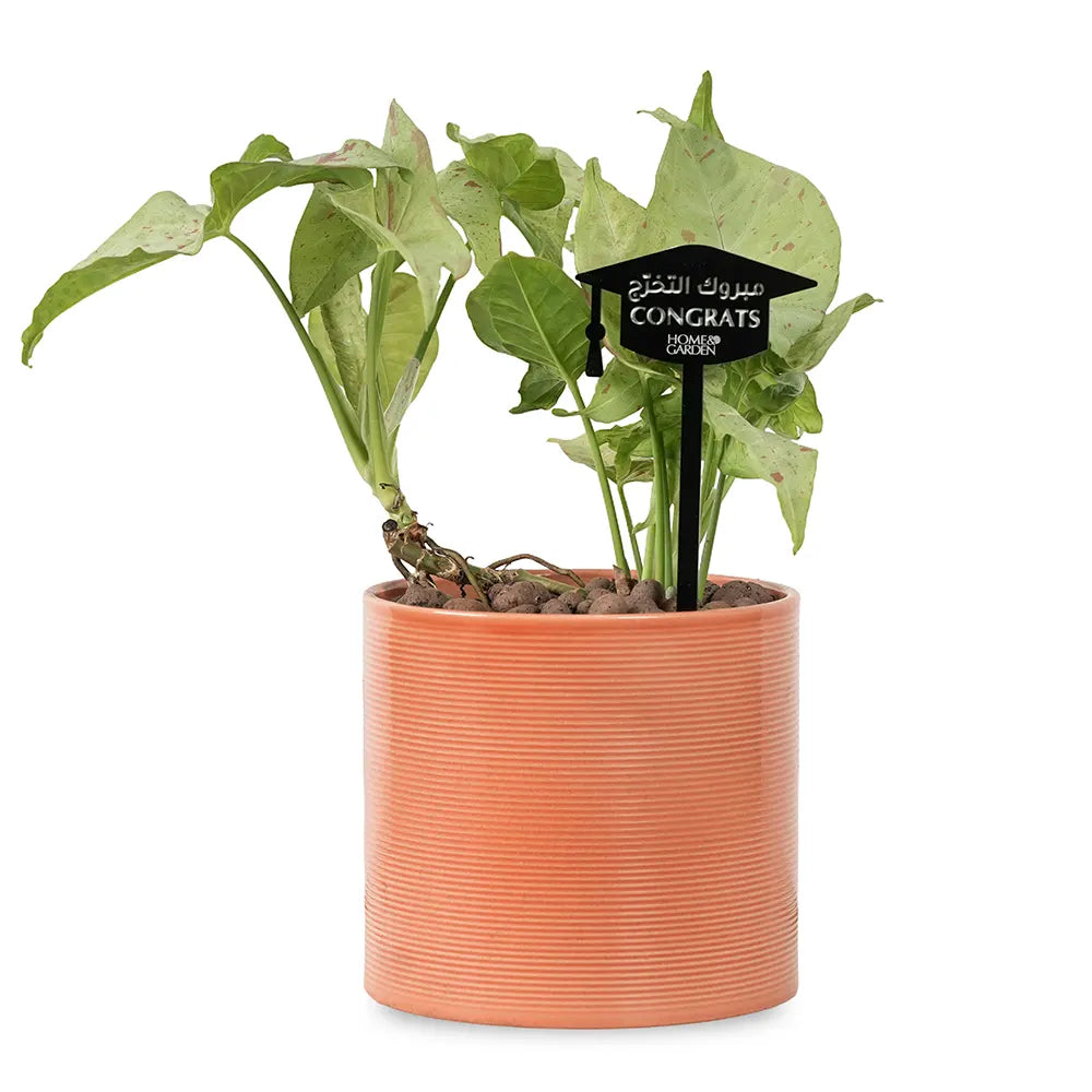 SYNGONIUM IN PINK POT