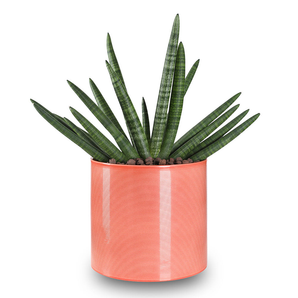 SANSEVIERIA IN FLORIDA  PLANTERS