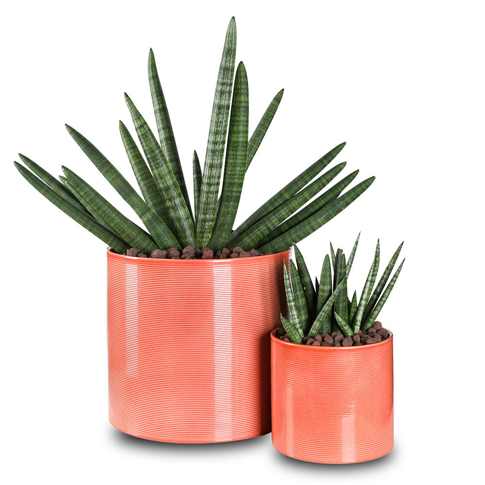 SANSEVIERIA IN FLORIDA  PLANTERS