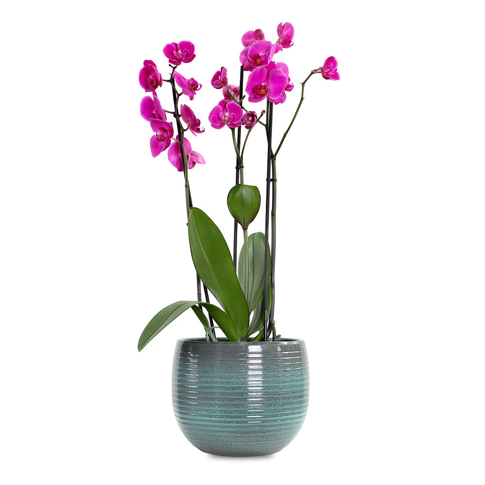  أوركيد وردي في حوض كلينتون أزرق بحري