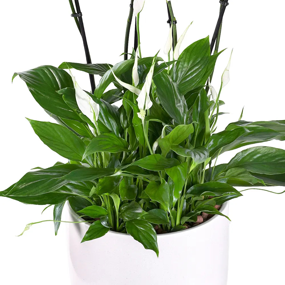 أوركيد وردي في حوض فيغاس