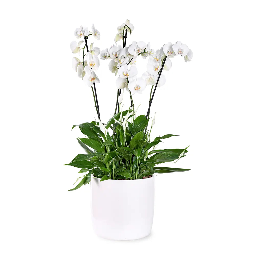 أوركيد وردي في حوض فيغاس