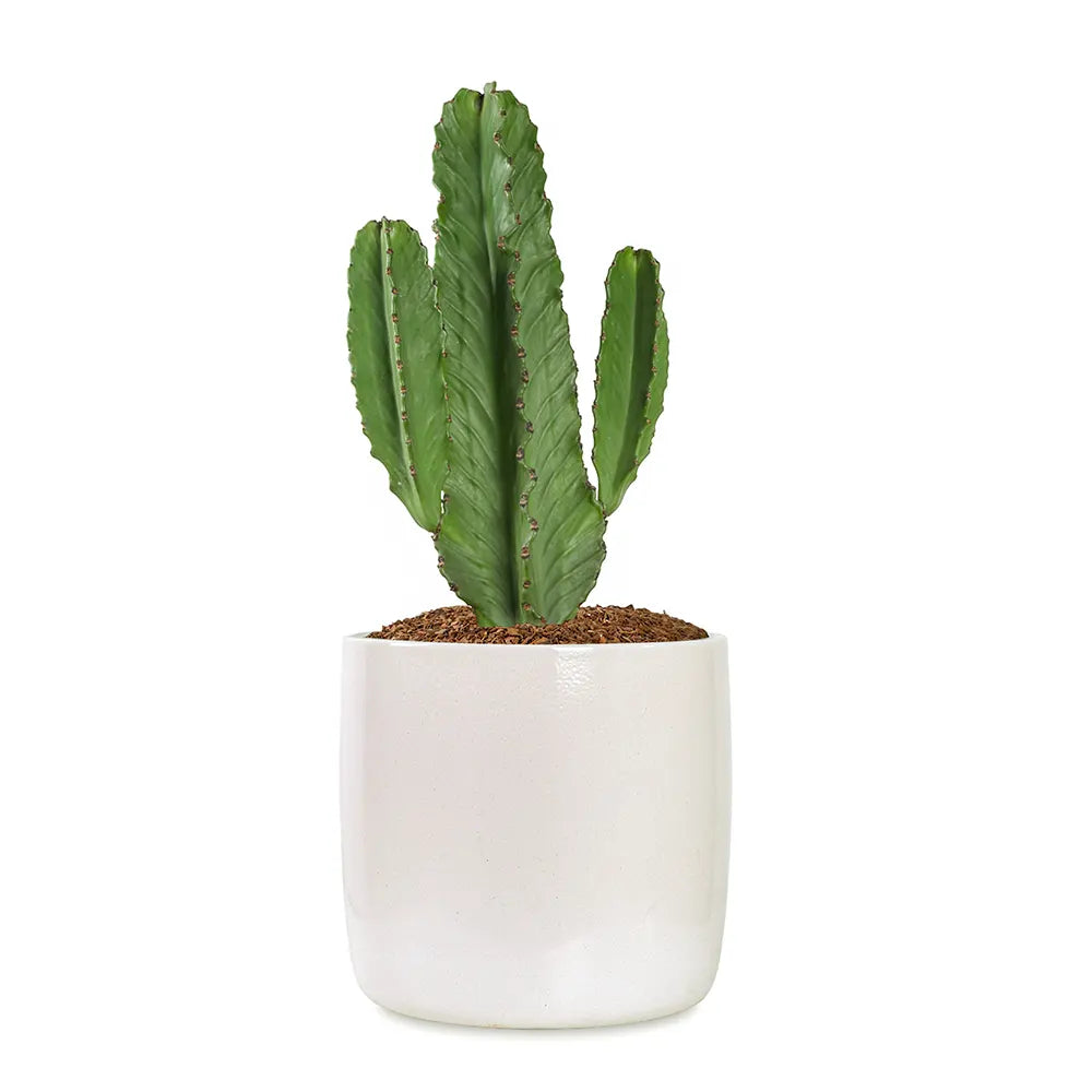 EUPHORBIA INGENS IN WHITE PLANTER