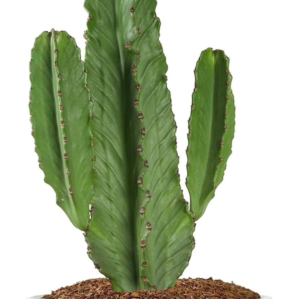 EUPHORBIA INGENS IN WHITE PLANTER