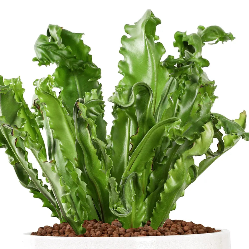 ASPLENIUM NIDUS IN CREAM CERAMIC POT