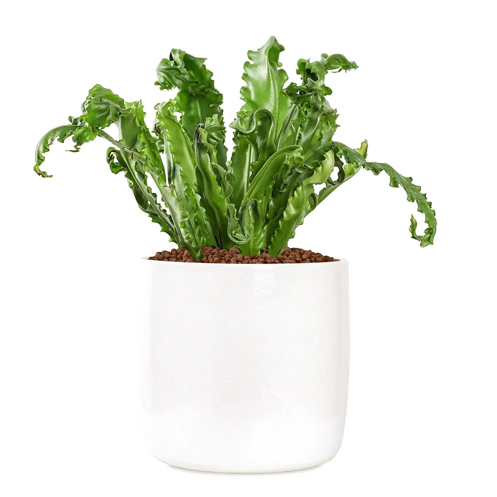 ASPLENIUM NIDUS IN CREAM CERAMIC POT