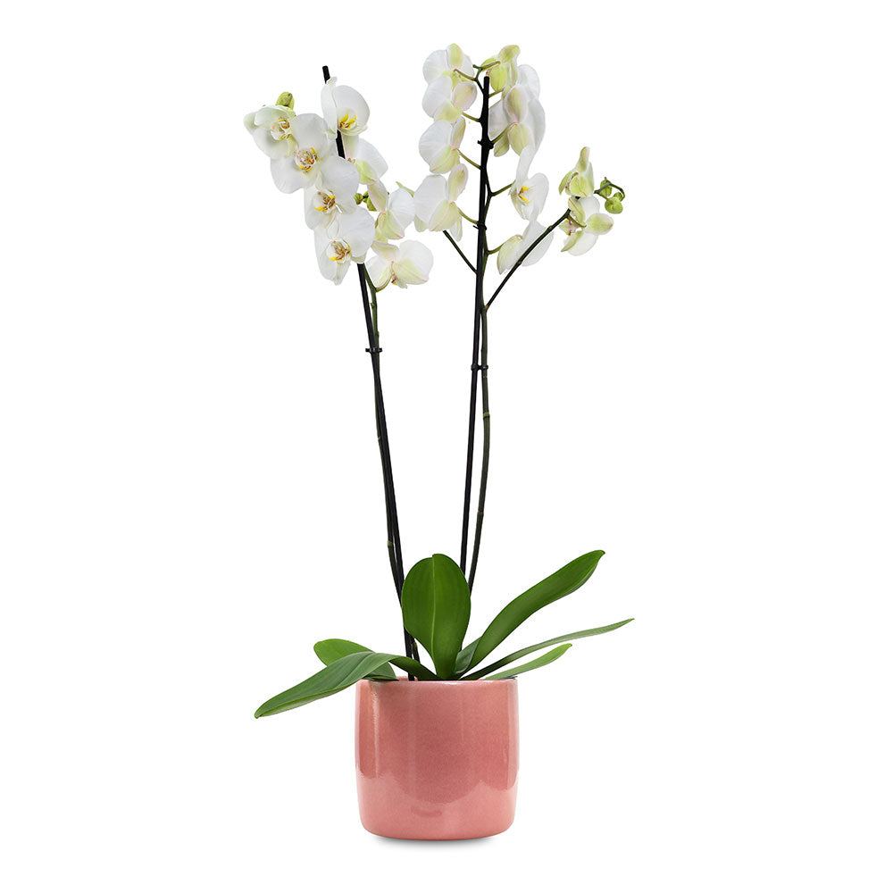 أوركيد في حوض فيغاس