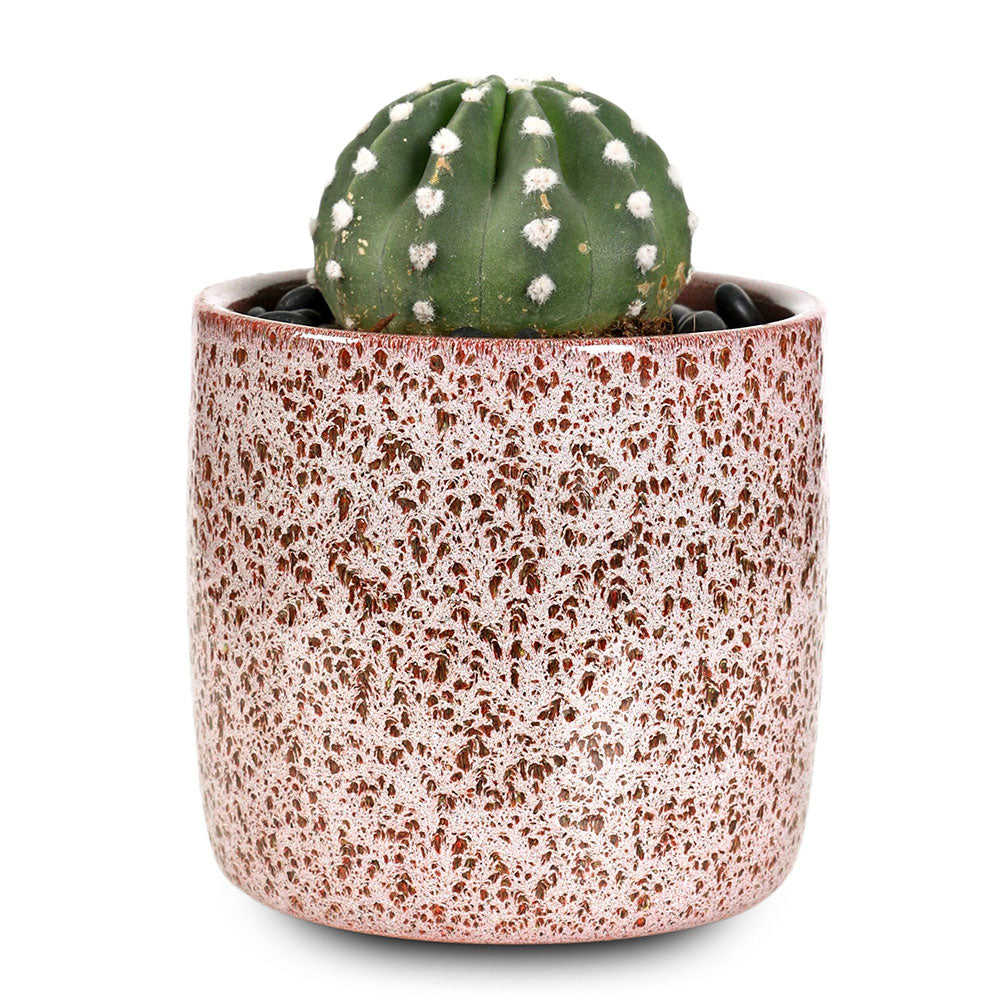 CACTUS IN VEGAS PLANTER - صبار في حوض فيغاس