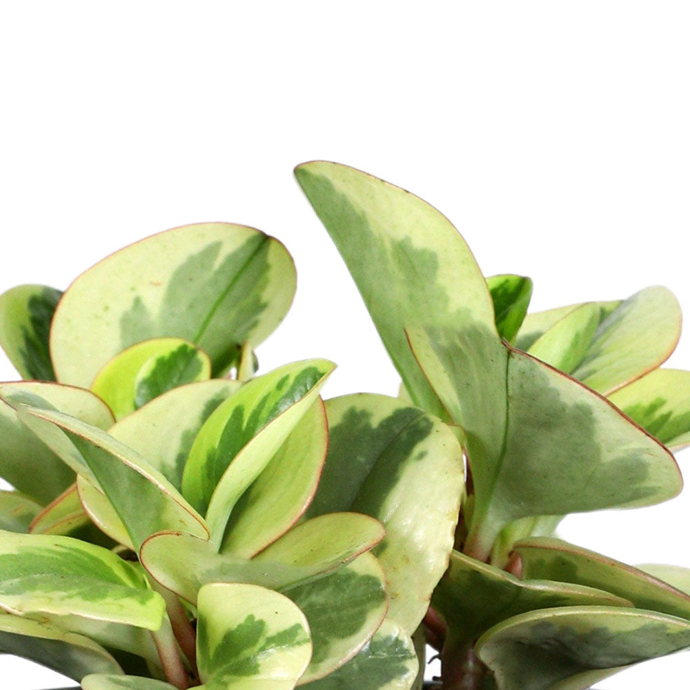 PEPEROMIA IN NASHVILLE PLANTER - بيبيروميا في حوض ناشفيل