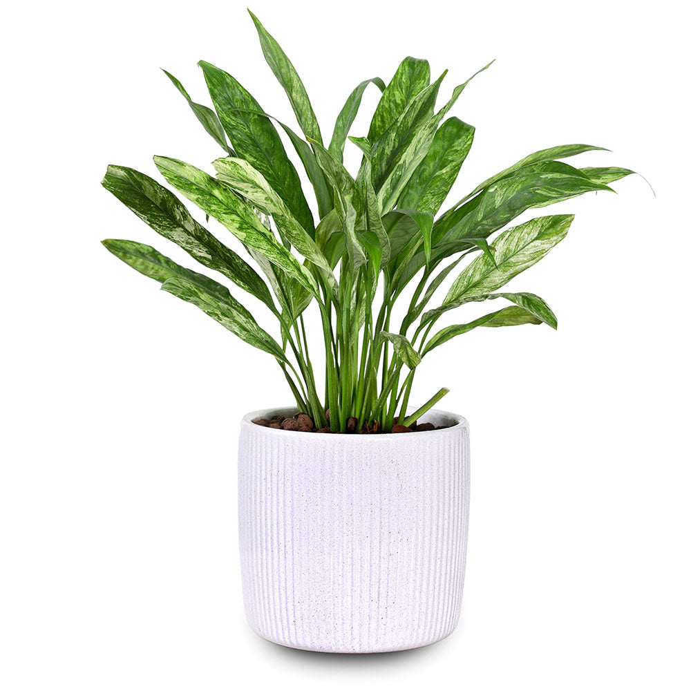 SPATHIPHYLLUM IN NASHVILLE PLANTER - سباثيفيلوم في حوض ناشفيل